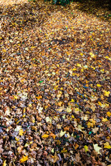 A pile of autumn (fall) colored leaves on the ground