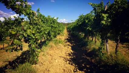 Fototapeta na wymiar Green vineyard background: plant arrays
