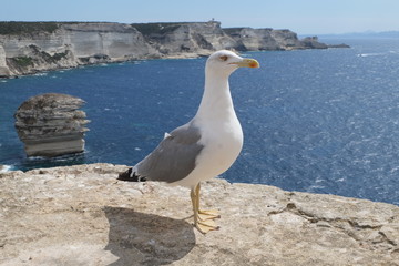 Gull in Bonifacio (Corsica)