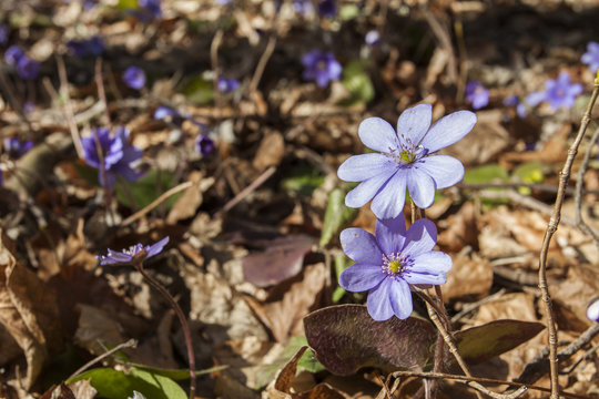 Blooming common hepatica in the early spring