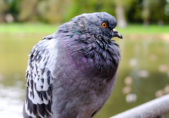 Beautiful pigeon near the water in the park, close up view