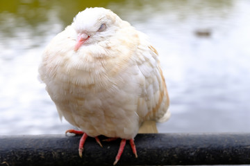 Funny white creamy pigeon sleeps with closed eyes near the water in the park, close up view