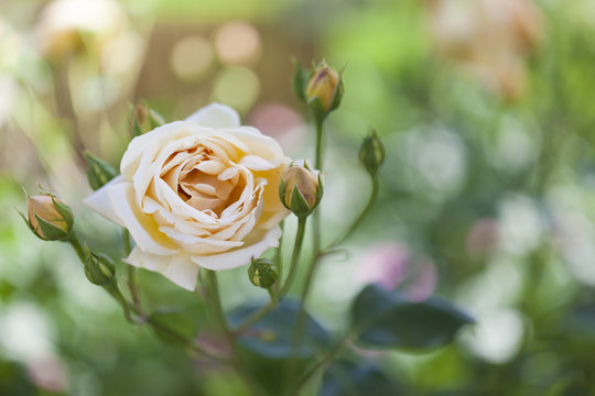 Pale peach rose and buds on the plant, close up