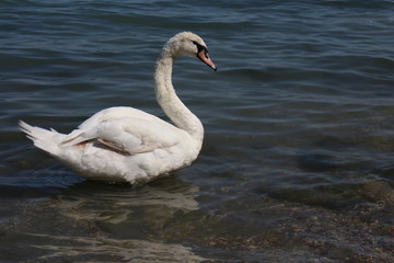White swan on shore of lake Balaton, Tihany Peninsula, Hungary