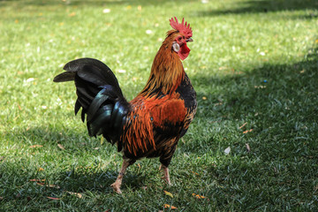 Beautiful rooster in a field