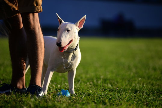 by your side, white bullterier next to it&acute;s owner