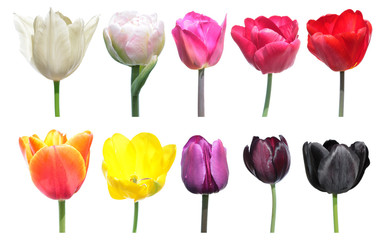 Variety of colors of tulip flowers. Color palette is an example of the color change in tulip flowers. Set of different tulip flowers isolated on white background