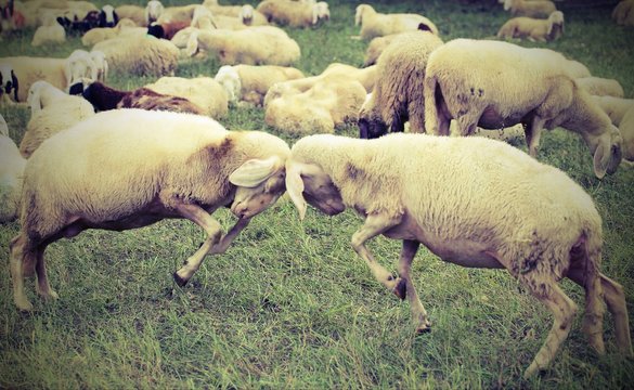 two sheep  clash headlong during the loving season