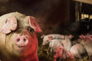 Mother pig with funny expression with piglets only a couple of weeks old