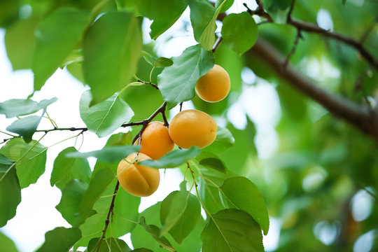 Branch with apricots on tree in garden