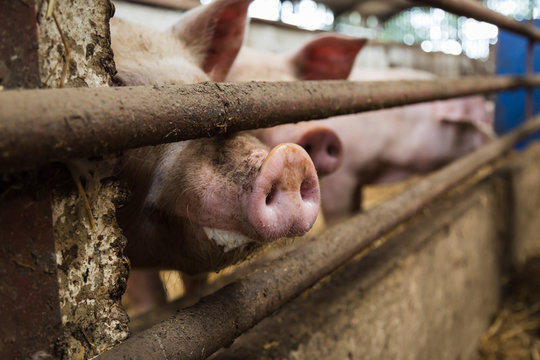 Pig snout through bars