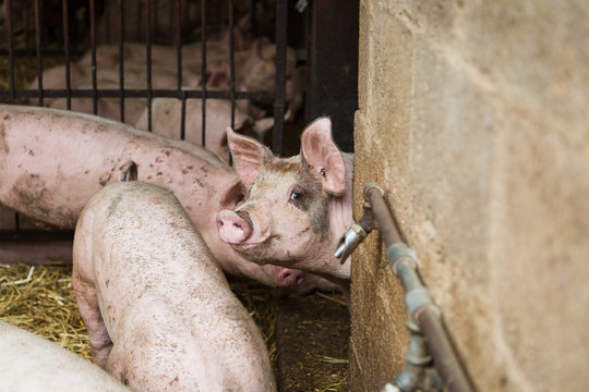 Pig looking at camera