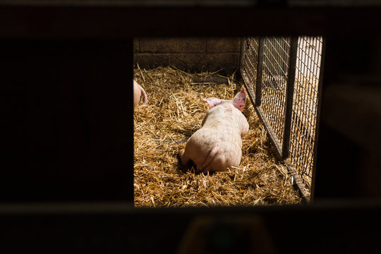 View of a pig through sty window