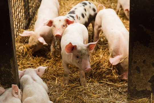 Piglets in pen on farm