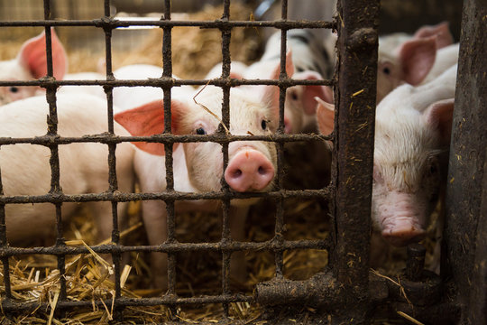 Piglet looking at camera through fence