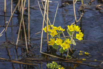Yellow flowers of marsh-marigold blooming in water