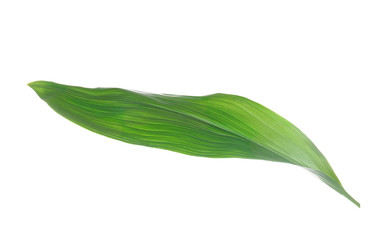 Obraz premium Green leaf on white background