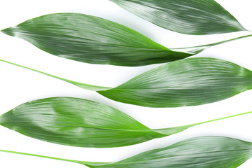 Obraz premium Green leaves on white background