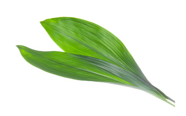 Obraz premium Green leaves on white background