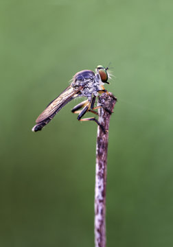 Robber Fly Macro