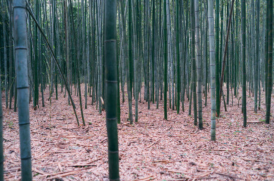 Bamboo Forest in Kyoto, Japan