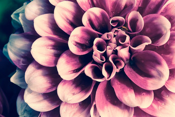 Close up of pink and purple Aster or pink dahlia flower with rain drops on petals in vintage style  