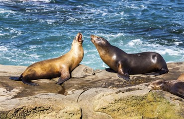 Seal Animals Play on Rock near famous La Jolla Cove north of San Diego, California