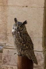 Owl