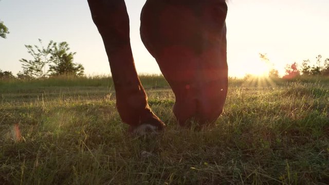 SLOW MOTION CLOSE UP: Beautiful dark bay stallion on sunny pasture field grazing meadow. Big black horse eating grass on sunny summer evening on horse ranch. Gorgeous horse chewing fodder in nature