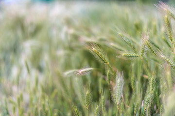 Fototapeta premium green hay