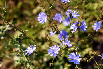Chicory Flowers Green Leaf Backdrop