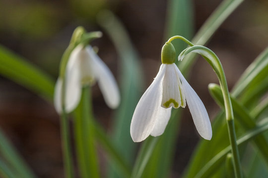 White flowers of the common snowdrop