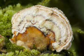 Tiny small bracket fungus growing in moss from a decaying tree trunk