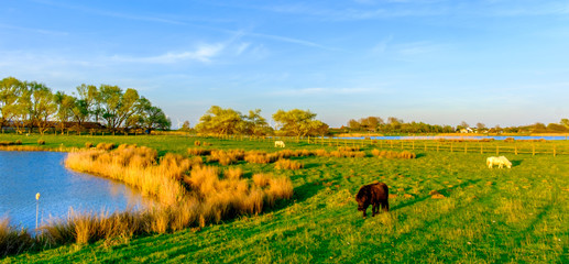 Shetland ponies in a field by a pond at sunset in the East Sussex countryside,England
