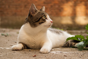 Cat in garden