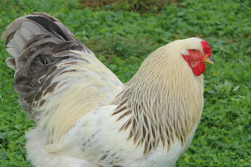 Rooster, Brahma, Brahma-Rasse, Hahn