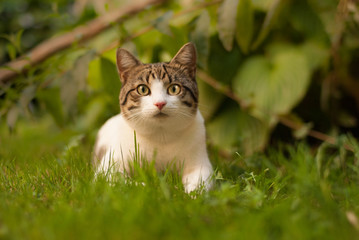 Naklejka na ściany i meble Cat in garden
