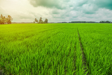 Beautiful Rice Field and Cloudy Sky