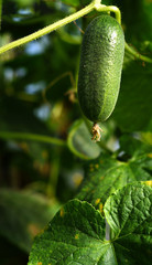 Hanging Green Cucumber in a Greenhouse