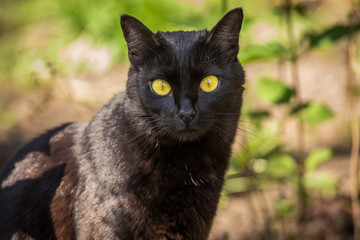 Beautiful cute black cat portrait with yellow eyes in green grass in nature in sunlight closeup	