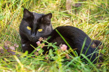 Beautiful black cat lie and relax in green grass and flowers in nature