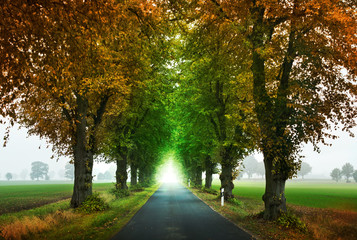 Fototapeta premium The road to success