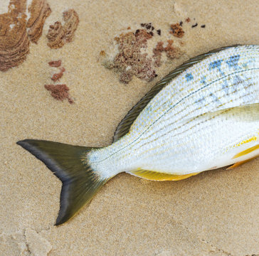 Fish Tail On Beach