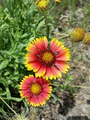 Gaillardia flowers in Florida nature, closeup