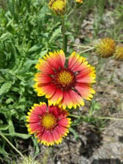 Beautiful gaillardia flowers in Florida nature, closeup