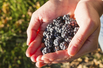 Freshly blackberries in hands