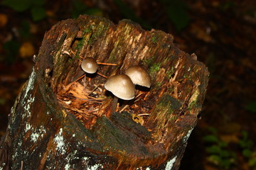 Many little mushrooms on a tree stump close-up
