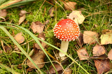 Fly agaric, Amanita muscaria poisonous fungus with red cap in forest 