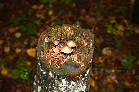 Many little mushrooms on a tree stump close-up