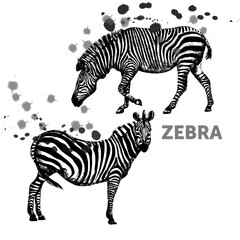 Hand drawn sketch set of zebras. Vector illustration isolated on white background.